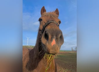 Haflinger Mix, Gelding, 12 years, 14 hh, Chestnut