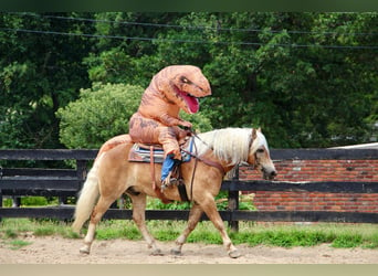 Haflinger, Gelding, 12 years, 15 hh, Sorrel