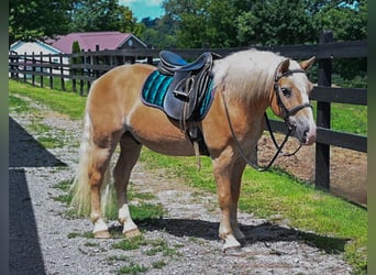Haflinger, Gelding, 12 years, Sorrel