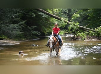 Haflinger, Gelding, 12 years, Sorrel