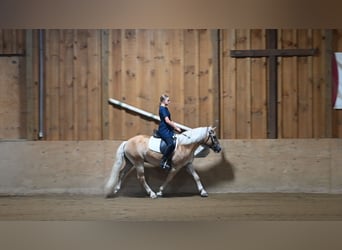 Haflinger, Gelding, 12 years, Sorrel