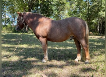 Haflinger, Gelding, 12 years, Sorrel