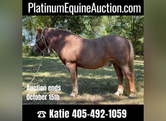 Haflinger, Gelding, 12 years, Sorrel