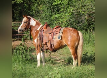 Haflinger, Gelding, 12 years, Tobiano-all-colors