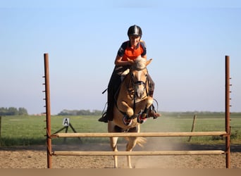 Haflinger, Gelding, 13 years, 13 hh, Brown-Light