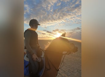 Haflinger, Gelding, 13 years, 13 hh, Brown-Light
