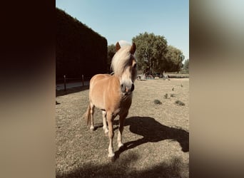 Haflinger, Gelding, 13 years, 13 hh, Brown-Light