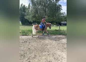 Haflinger, Gelding, 13 years, 13 hh, Brown-Light