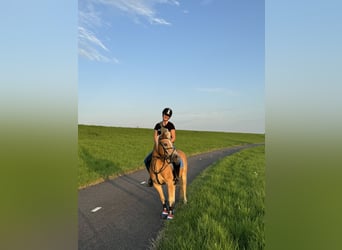 Haflinger, Gelding, 13 years, 13 hh, Brown-Light