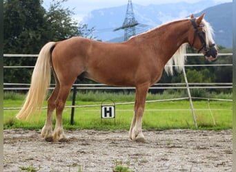 Haflinger, Gelding, 13 years, 13,1 hh, Chestnut-Red