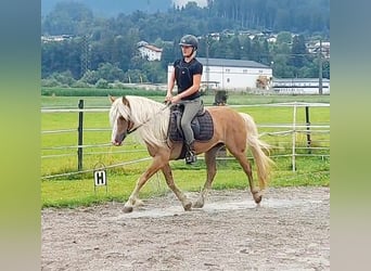 Haflinger, Gelding, 13 years, 13,1 hh, Chestnut-Red