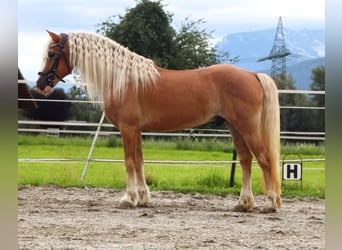 Haflinger, Gelding, 13 years, 13,1 hh, Chestnut-Red