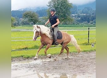 Haflinger, Gelding, 13 years, 13,1 hh, Chestnut-Red