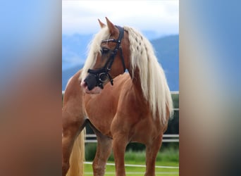 Haflinger, Gelding, 13 years, 13,1 hh, Chestnut-Red