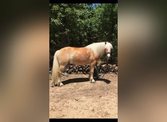 Haflinger, Gelding, 13 years, 14.2 hh, Chestnut