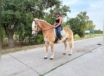 Haflinger, Gelding, 13 years, 14.2 hh