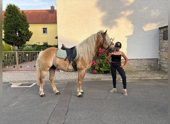 Haflinger, Gelding, 13 years, 14.2 hh