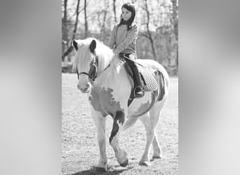 Haflinger, Gelding, 13 years, 14.2 hh, Tobiano-all-colors
