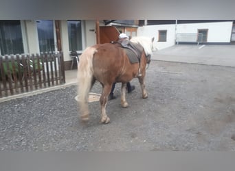 Haflinger, Gelding, 13 years, 14,3 hh, Chestnut