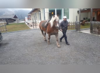 Haflinger, Gelding, 13 years, 14,3 hh, Chestnut