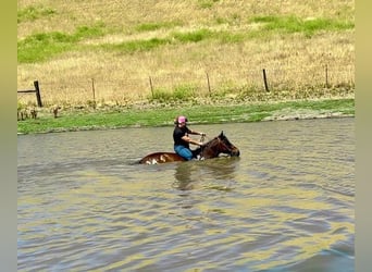 Haflinger, Gelding, 13 years, 14 hh, Tobiano-all-colors