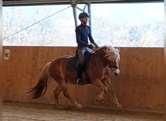 Haflinger, Gelding, 13 years, 14,2 hh, Chestnut-Red
