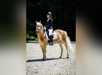 Haflinger, Gelding, 13 years, 14,2 hh, Chestnut-Red