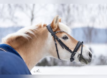 Haflinger, Gelding, 13 years, 14,2 hh, Chestnut-Red