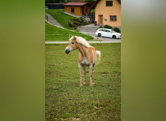 Haflinger, Gelding, 13 years, 14,2 hh, Chestnut-Red