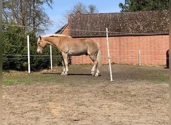 Haflinger, Gelding, 13 years, 14,2 hh, Palomino