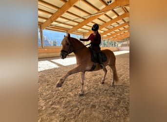 Haflinger, Gelding, 13 years, 15.2 hh, Chestnut-Red