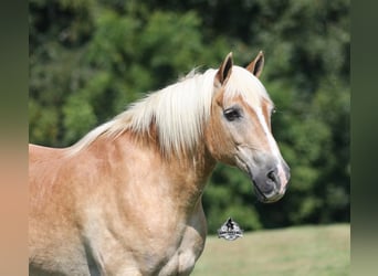 Haflinger, Gelding, 13 years, Chestnut