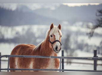 Haflinger, Gelding, 13 years, Dun