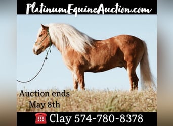 Haflinger, Gelding, 14 years, 13.2 hh, Palomino