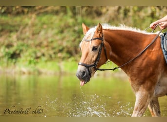 Haflinger, Gelding, 14 years, 14.1 hh, Chestnut-Red