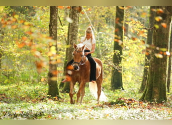 Haflinger, Gelding, 14 years, 14.1 hh, Chestnut-Red