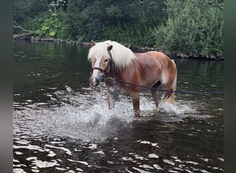 Haflinger, Gelding, 14 years, 14.2 hh, Chestnut-Red