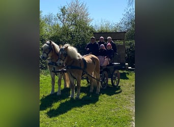 Haflinger, Gelding, 14 years, 14.2 hh
