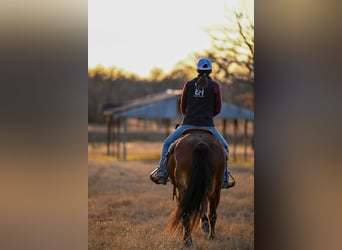 Haflinger, Gelding, 14 years, 14 hh, Bay