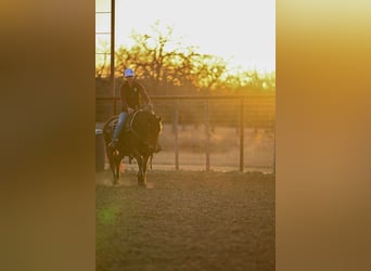 Haflinger, Gelding, 14 years, 14 hh, Bay