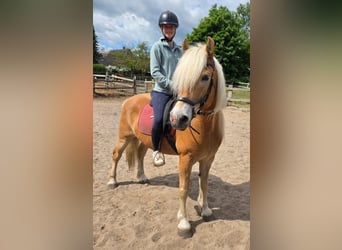 Haflinger, Gelding, 14 years, 14,2 hh, Palomino