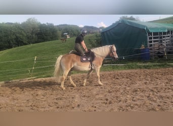 Haflinger, Gelding, 14 years, 14,3 hh, Chestnut-Red