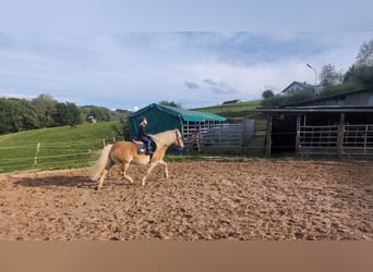 Haflinger, Gelding, 14 years, 14,3 hh, Chestnut-Red