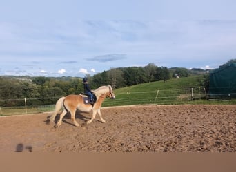 Haflinger, Gelding, 14 years, 14,3 hh, Chestnut-Red