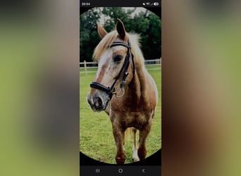 Haflinger Mix, Gelding, 14 years, 15.1 hh, Grey-Red-Tan