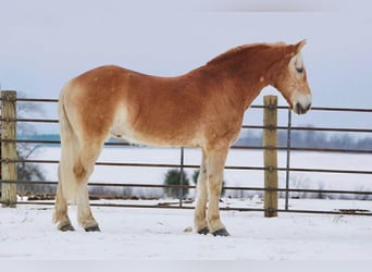 Haflinger, Gelding, 14 years, 15 hh, Sorrel