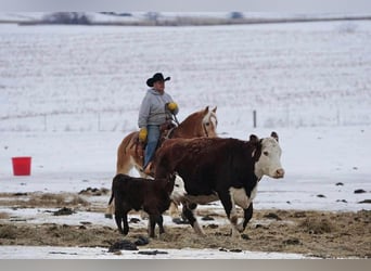 Haflinger, Gelding, 14 years, 15 hh, Sorrel