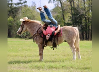 Haflinger, Gelding, 14 years, Roan-Red