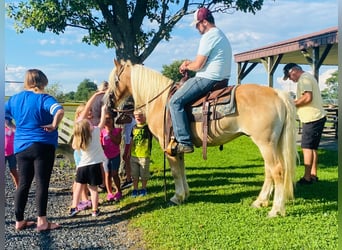 Haflinger, Gelding, 14 years, Sorrel