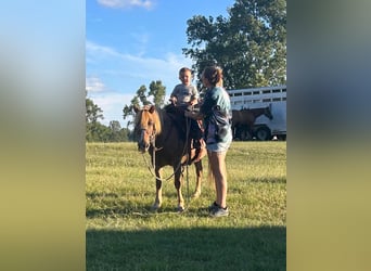 Haflinger, Gelding, 14 years, Sorrel